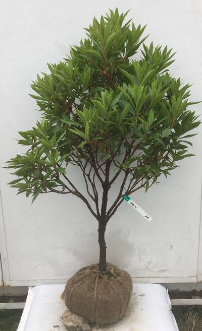 北海道 東北 離島は別途送料が必要 ガーデンプラス 植木 花と果実が同時に目を楽しませてくれます 現品発送 送料無料 イチゴの木 ストロベリーツリー 樹高0 9ｍ 根鉢含まず 36 ヒメイチゴノキ 姫いちごの木 姫イチゴの木 ストロベリーツリー イチゴの木 苗木