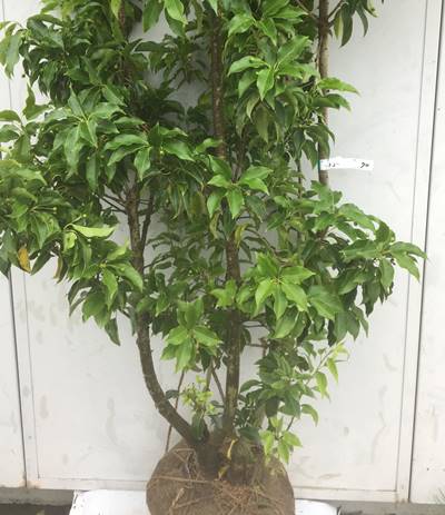 風にそよぐ葉と赤い実が人気の庭木 植木 現品発送 送料無料 ソヨゴ 株立ち 雌株 樹高1 9m 根鉢含まず 70 鉢植え 苗木 シンボルツリー 庭木 植木 常緑樹 誕生日 常緑高木 耐陰性 耐寒性 実を楽しむ木 記念樹 ガーデニング 苗木ギフト 贈り物 北海道 東北 離島 風にそよぐ葉と赤い実が人気の庭木 植木 現品発送 送料無料 ソヨゴ 株立ち 雌株 樹高1 9m 根鉢含まず 70 鉢植え 苗木 シンボルツリー 庭木 植木 常緑樹 誕生日 常緑高木 耐陰性 耐寒性 実を楽しむ木 記念樹 ガーデニング 苗木ギフト 贈り物 北海道 東北 離島