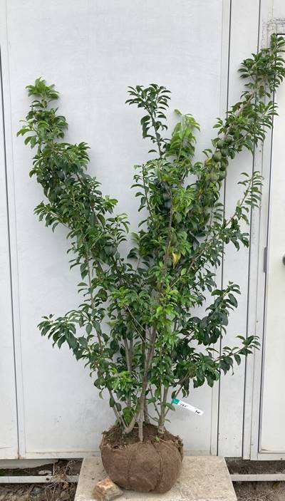 オリーブの木,た植物/観葉植物 シプレッシーノ『特大、綺麗な樹形。樹高約200㌢ オリーブの木,た植物/観葉植物 シプレッシーノ『綺麗な樹形