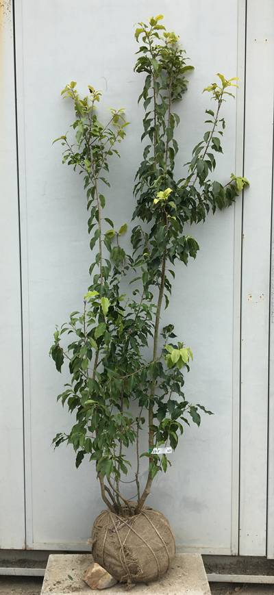 楽天市場】【現品】ソヨゴ 苗木 株立ち 雌株（メス株） 樹高1.4