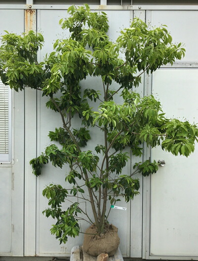 ゆず　大株　ソヨゴ　約：170cm【株立ち/シンボルツリー/アオダモ】61 ゆず 大株 ソヨゴ 約：170cm【株立ち/シンボルツリー/アオダモ