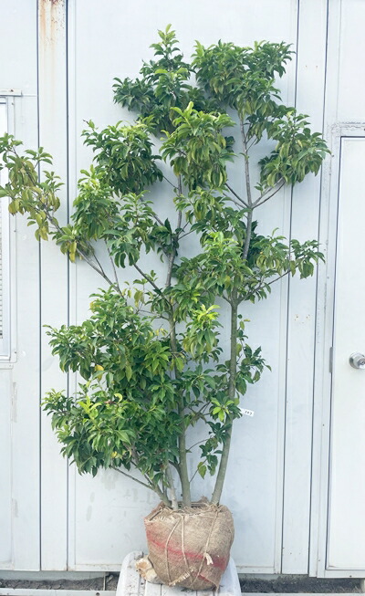 ソヨゴ　株立　雌株　① 楽天市場】【現品】ソヨゴ 株立ち 雌株(メス株) 樹高1.2m G139