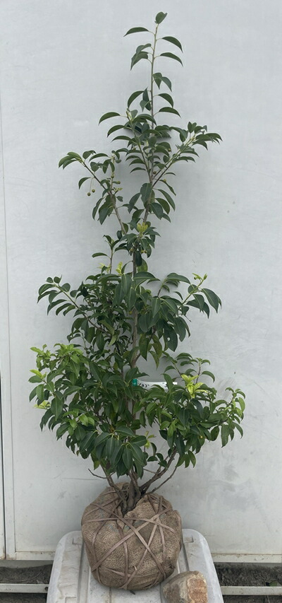 楽天市場】【現品発送】ソヨゴ 株立ち 雌株(メス株) 樹高1.7m