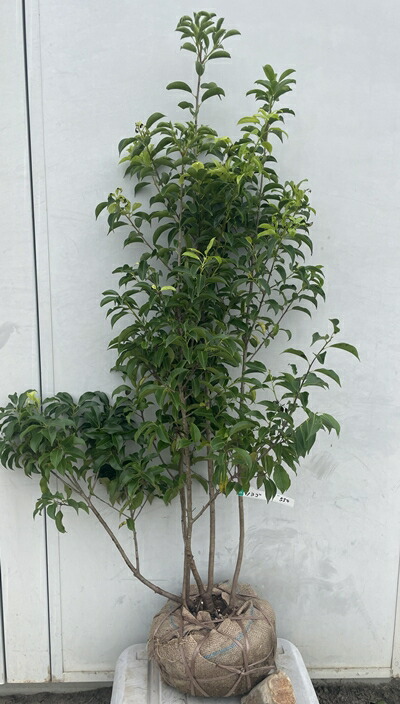 楽天市場】【訳あり/現品】ソヨゴ 株立ち 雌株(メス株) 樹高約1.8m