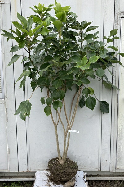 現品発送 送料無料 隠蓑 カクレミノ 樹高1 6 根鉢含まず 02 隠れ蓑 苗木 植木 庭木 常緑樹 日陰 目隠し 狭い 鉢植え シンボルツリー 北海道 東北 離島は別途送料が必要 3r Mozambique Com