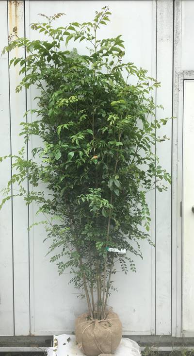 光沢のある小さな葉がとてもさわやか 高品質大人気 現品発送 送料無料 シマトネリコ株立ち樹高1 9ｍ 根鉢含まず 113 しまとねりこ 苗木 植木 苗 庭木 鉢植え 生け垣 常緑樹 常緑高木 シンボルツリー 記念樹 ガーデニング ギフト ガーデニング 農業 北海道