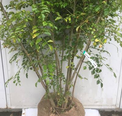 北海道 東北 離島は別途送料が必要 ガーデンプラス 植木 現品発送 送料無料 シマトネリコ 株立ち 樹高1 8ｍ 根鉢含まず 124 光沢のある小さな葉がとてもさわやか しまとねりこ 苗木 植木 苗 庭木 鉢植え 生け垣 常緑樹 常緑高木 シンボルツリー 記念樹