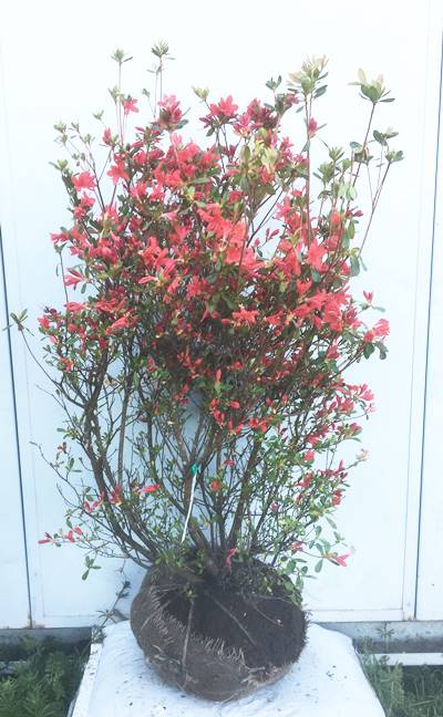 現品発送 送料無料 満開時期には枝全体が真っ赤な花におおわれる 北海道 東北 離島は別途送料が必要 ガーデンプラス ホンキリシマ 苗木 植木 花木 庭木 常緑樹 低木 シンボルツリー 植木 樹高1 0ｍ 根鉢含まず 10 本霧島ツツジ