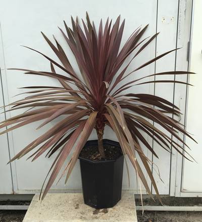 【リピ割・ビートたけお様】コルジリネレッドスター3点セット リピ割・ビートたけお様】コルジリネレッドスター3点セット リピ