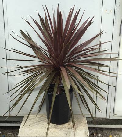 楽天市場】◇送料無料◇ 観葉植物 ドラセナ 苗 【赤ドラセナ レッド