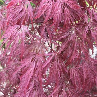 楽天市場 現品発送 送料無料 赤枝垂れ紅葉 アカシダレモミジ 樹高1 5m 根鉢含まず 24 ベニシダレ 紅シダレ 紅枝垂れ 楓 カエデ 苗木 植木 庭木シンボルツリー ギフト 贈り物 枝垂れ紅葉 しだれもみじ 枝垂紅葉 枝垂れモミジ 北海道 東北 離島は別途送料が 楽天市場 現品発送 送料無料 赤枝垂れ紅葉 アカシダレモミジ 樹高1 5m 根鉢含まず 24 ベニシダレ 紅シダレ 紅枝垂れ 楓 カエデ 苗木 植木 庭木シンボルツリー ギフト 贈り物 枝垂れ紅葉 しだれもみじ 枝垂紅葉 枝垂れモミジ 北海道 東北 離島は別途送料が