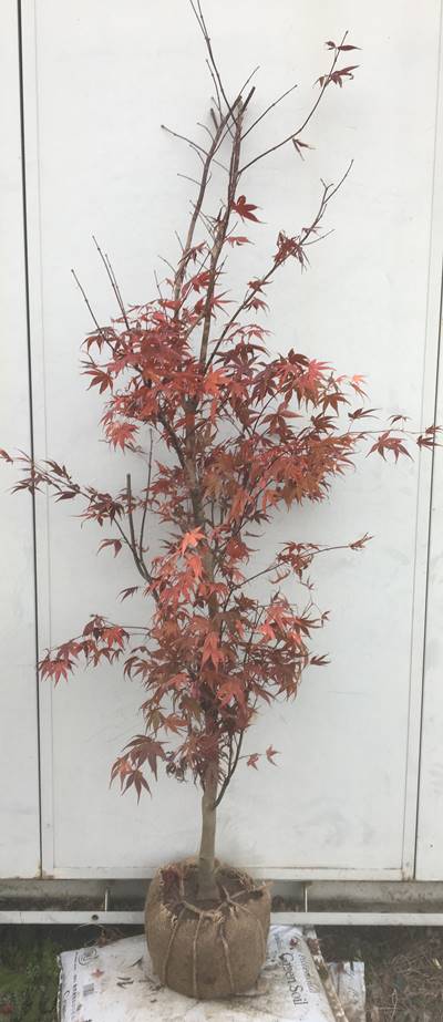 超人気新品売れ筋no 1 赤葉系イロハモミジの人気品種 現品発送 送料無料 ノムラモミジ 樹高1 8ｍ 根鉢含まず 18 野村紅葉 野村モミジ イロハモミジ 赤葉 カエデ 紅葉 モミジ 苗木 植木 苗 庭木 シンボルツリー 落葉樹 ギフト 贈り物 北海道 東北 離島は