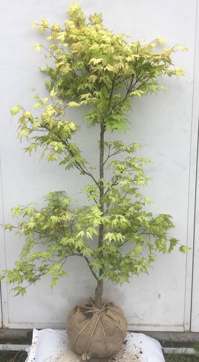 楽天市場 現品発送 送料無料 鴫立沢モミジ シギタツサワモミジ 樹高1 1ｍ 根鉢含まず 09 葉脈 脈斑 楓 カエデ 紅葉 モミジ 苗木 植木 苗 庭木 生け垣 シンボルツリー 落葉樹 記念樹 ガーデニング 苗木ギフト 贈り物 北海道 東北 離島は別途送料が必要