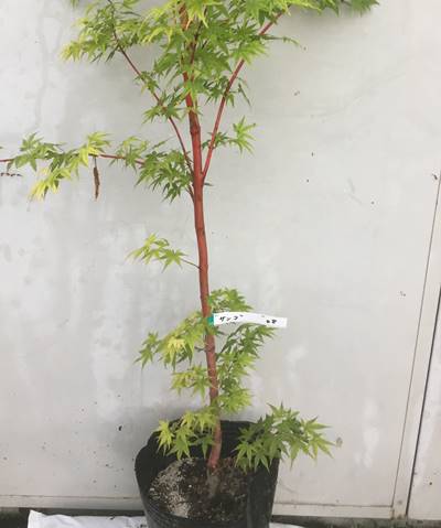 若い幹がさんご礁のように赤く美しい 植木 現品発送 送料無料 モミジ 珊瑚閣 サンゴカク 樹高1 5ｍ 根鉢含まず 08 サンゴカクモミジ イロハ紅葉 カエデ 苗木 植木 苗 庭木 シンボルツリー 落葉樹 ギフト 贈り物 北海道 東北 離島は別途送料が必要 ガーデン