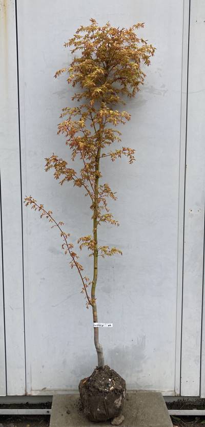 楽天市場】庭木 植木：桂もみじ（桂モミジ）* 単木 ポット 7号良品