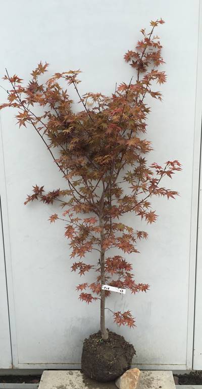 楽天市場】春に最も鮮やかな赤葉【千染紅葉（チシオモミジ）】樹高1.5