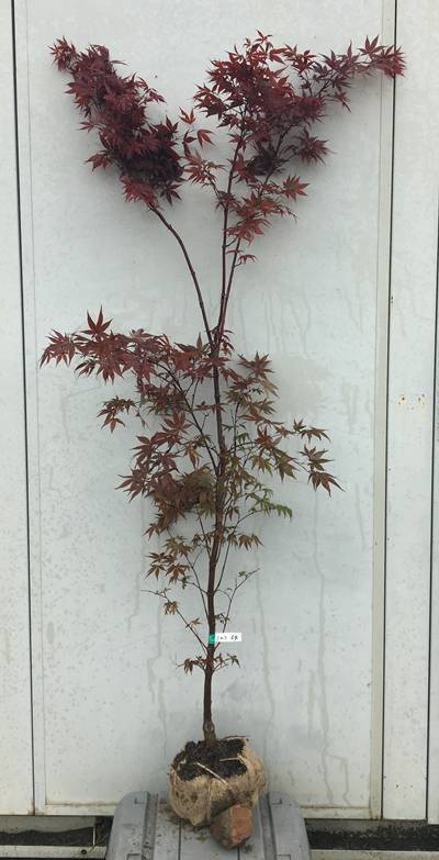 赤い葉が美しい ノムラモミジ 298 樹高1.7m位 紅モミジ 紅葉 記念樹 楽天市場】モミジ 【猩々野村】 5号ロングポット : 苗木部 by