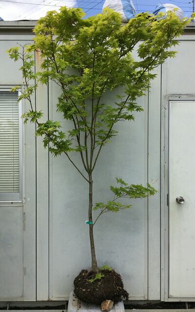 Ginkoi様 モミジ苗木　4本 20509_5.jpg