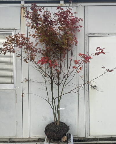 楽天市場】【現品】イロハモミジ 苗木 株立ち 大株 樹高約1.6m J624