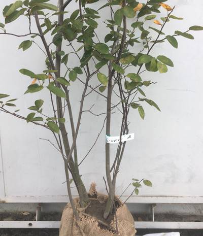 現品発送 送料無料 ジューンベリー 植木 株立ち 樹高1 6m 根鉢含まず 28 北海道 東北 離島は別途送料が必要 ガーデンプラス花 葉 実と四季を通して楽しめる人気のシンボルツリー 落葉樹 シンボルツリー 果樹苗木 果樹苗 根巻き苗 ベリー 苗木 アメリカ 現品発送 送料無料 ジューンベリー 植木 株立ち 樹高1 6m 根鉢含まず 28 北海道 東北 離島は別途送料が必要 ガーデンプラス花 葉 実と四季を通して楽しめる人気のシンボルツリー 落葉樹 シンボルツリー 果樹苗木 果樹苗 根巻き苗 ベリー 苗木 アメリカ