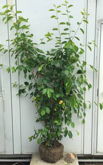 楽天市場】［生産者直送］ジューンベリー 樹高約1.5m 株立ち