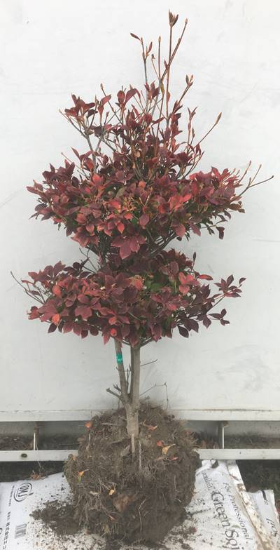 白い壺形の愛らしい花を大量に咲かせます 紅葉も鮮やか 灯台躑躅 どうだんつつじ 生垣 苗木 植木 苗 庭木 生け垣 シンボルツリー 落葉樹 紅葉 雑木 中木 ドウダンツツジ植木樹高0 8ｍ 根鉢含まず 28 北海道 沖縄 離島は別途送料が必要 ガーデンプラス