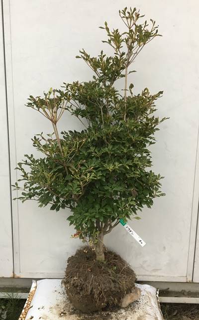 ドウダンツツジ 樹高1 0ｍ 根鉢含まず 40 現品発送 送料無料 ガーデニング 農業 灯台躑躅 どうだんつつじ 生垣 苗木 植木 苗 庭木 生け垣 シンボルツリー 落葉樹 紅葉 雑木 中木 植木 白い壺形の愛らしい花を大量に咲かせます 紅葉も鮮やか 北海道 東北