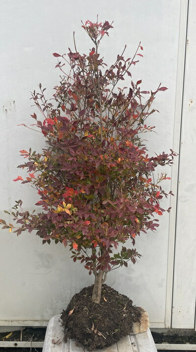 楽天市場】現品発送 紅更紗ドウダンツツジ 樹高1.4m（根鉢含まず）41