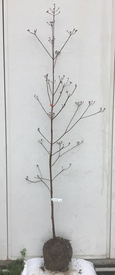 高質本物超歓迎された 花 葉 実と四季を通して楽しめる人気のシンボルツリー 現品発送 送料無料 花水木 ハナミズキ 赤花 樹高1 9ｍ 根鉢含まず 27 苗木 苗 植木 花木 庭木 シンボルツリー 落葉樹 高木 記念樹 ガーデニング 苗木ギフト 贈り物 紅葉
