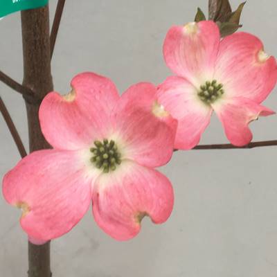 花 葉 実と四季を通して楽しめる人気のシンボルツリー 北海道 東北 離島は別途送料が必要 ガーデンプラス 現品発送 送料無料 花水木 ハナミズキ ピンク花 樹高1 7m 根鉢含まず 09 植木 ガーデニング 農業 苗木 苗 植木 花木 庭木 シンボルツリー 落葉樹 花 葉 実と四季を通して楽しめる人気のシンボルツリー 北海道 東北 離島は別途送料が必要 ガーデンプラス 現品発送 送料無料 花水木 ハナミズキ ピンク花 樹高1 7m 根鉢含まず 09 植木 ガーデニング 農業 苗木 苗 植木 花木 庭木 シンボルツリー 落葉樹