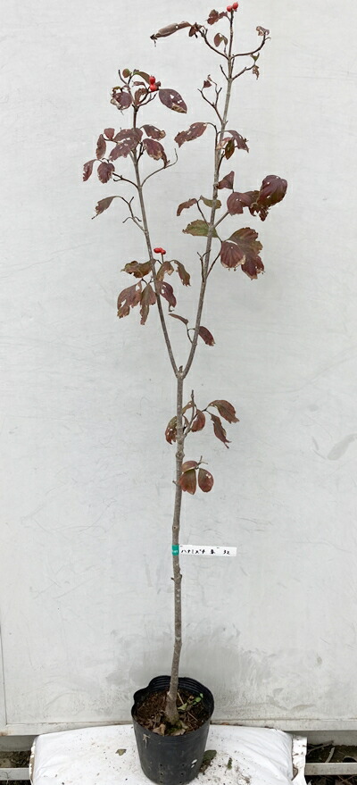 現品発送 送料無料 花水木 ハナミズキ 赤花 樹高1 4 根鉢含まず 32 苗木 苗 植木 花木 庭木 シンボルツリー 落葉樹 高木 記念樹 ガーデニング 苗木ギフト 贈り物 紅葉 北海道 東北 離島は別途送料が必要 3r Mozambique Com