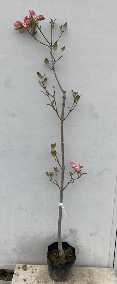 現品発送 花水木 ハナミズキ 赤花 樹高1 3ｍ 根鉢含まず 53 送料無料 北海道 東北 離島は別途送料が必要 苗木 苗 植木 花木 庭木 シンボルツリー 落葉樹 高木 記念樹 ガーデニング 苗木ギフト 贈り物 紅葉 最大63 オフ