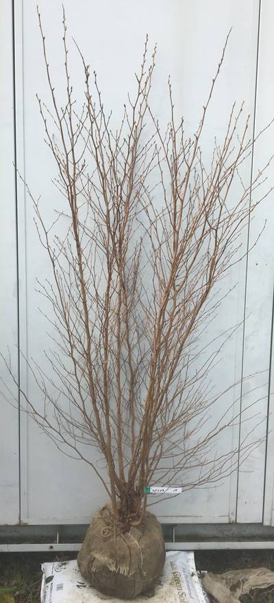 楽天市場 現品発送 送料無料 姫沙羅 ヒメシャラ 株立ち 樹高1 8ｍ 根鉢含まず 10 姫シャラ 苗木 植木 苗 庭木 幹を楽しむ木 シンボルツリー 高木 記念樹 ガーデニング 苗木ギフト 贈り物 北海道 東北 離島は別途送料が必要 ガーデンプラス