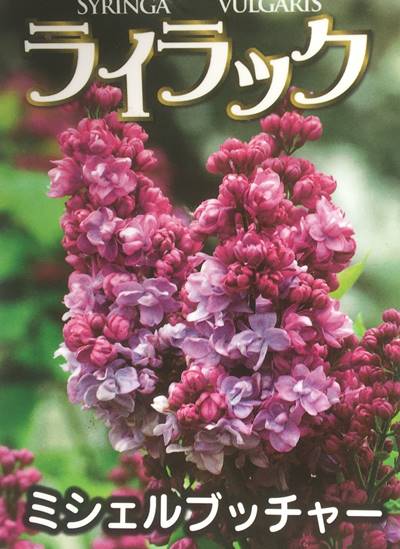 ミシェルブッチャー ピンク系の八重咲き品種 樹高0 9m 根鉢含まず 植木 リラの木 苗木 植木 苗 庭木 シンボルツリー 落葉樹 送料無料 ライラック 北海道 沖縄 離島は別途送料が必要 ガーデンプラス ミシェルブッチャー ピンク系の八重咲き品種 樹高0 9m 根鉢含まず 植木 リラの木 苗木 植木 苗 庭木 シンボルツリー 落葉樹 送料無料 ライラック 北海道 沖縄 離島は別途送料が必要 ガーデンプラス
