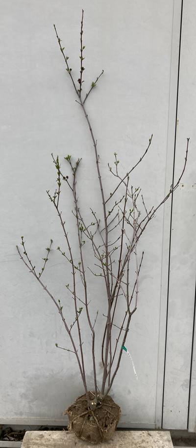 人気スポー新作 現品発送 黒蝋梅 クロロウバイ 株立ち 樹高1 5ｍ 根鉢含まず 02 送料無料 北海道 東北 離島は別途送料が必要 ロウバイ コン ロウバイ 紺蝋梅 アメリカクロロウバイ 苗木 庭木 植木 落葉樹 ガーデニング 株立ち蝋細工 ロウ細工 Fucoa Cl