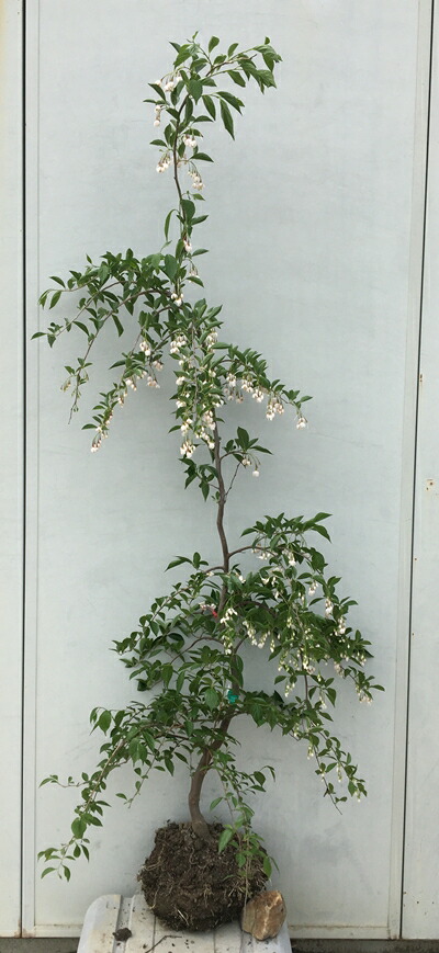 楽天市場】エゴノキ 赤花シダレエゴ 根巻き苗 庭木 落葉樹 シンボル