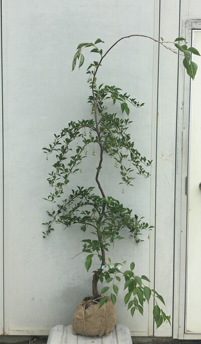 楽天市場】【現品発送】枝垂れエゴノキ（シダレエゴノキ）ピンク花