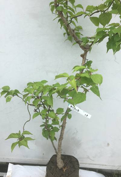 人気第6位 現品 雲竜梅 ウンリュウバイ 樹高1 2ｍ 根鉢含まず 14 苗木 雲龍梅 安い購入 Www Globaldentalcentre Org