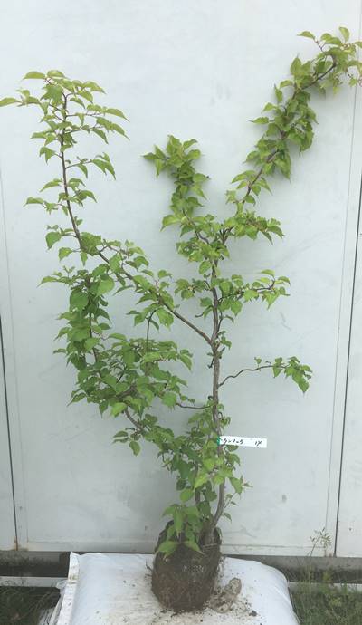 最新作のうねりのある枝ぶりが特徴的 北海道 東北 離島は別途送料が必要花 ガーデン Diy 北海道 東北 離島は別途送料が必要 ガーデンプラス