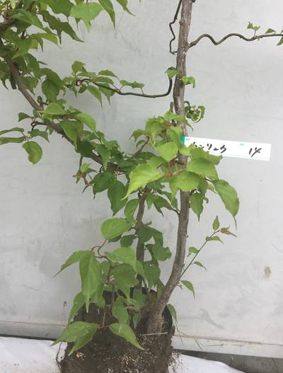 最新作のうねりのある枝ぶりが特徴的 北海道 東北 離島は別途送料が必要花 ガーデン Diy 北海道 東北 離島は別途送料が必要 ガーデンプラス