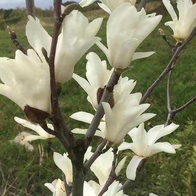 21年春の 植木 現品発送 送料無料 白モクレン スノーホワイト 樹高1 0ｍ 根鉢含まず 14 北海道 東北 離島は別途送料が必要 オンラインショップ Www Projectad Me