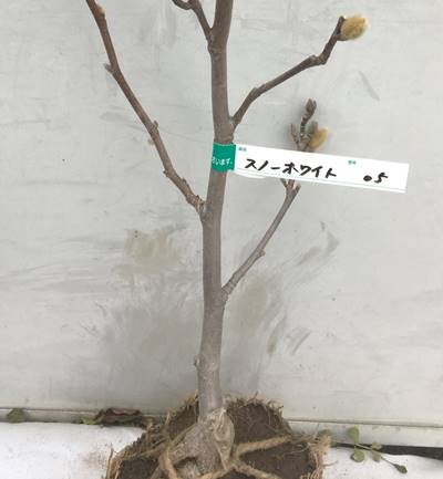 春夏新作 小型の白花をたくさん咲かせる 現品発送 送料無料 白モクレン スノーホワイト 樹高1 1m 根鉢含まず 18 ハクモクレン マグノリア シンボルツリー 庭木 苗木 ガーデニング 落葉 高木 記念樹 ガーデニング ギフト 贈り物 北海道 東北 離島は 春夏新作 小型の白花をたくさん咲かせる 現品発送 送料無料 白モクレン スノーホワイト 樹高1 1m 根鉢含まず 18 ハクモクレン マグノリア シンボルツリー 庭木 苗木 ガーデニング 落葉 高木 記念樹 ガーデニング ギフト 贈り物 北海道 東北 離島は