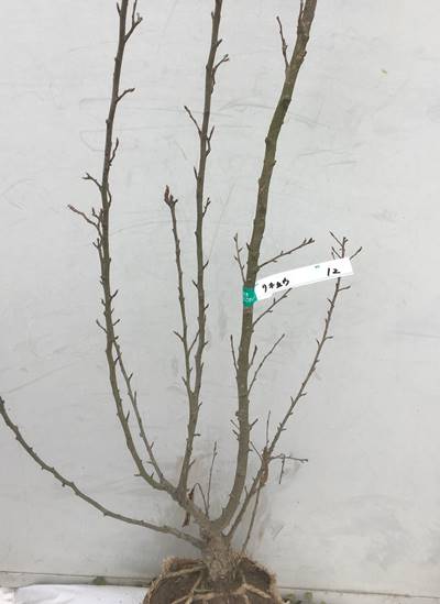 清楚で美しい白花を多数咲かせる 現品発送 送料無料 利休梅 リキュウバイ 樹高1 6ｍ 根鉢含まず 12 シンボルツリー 庭木 苗木 ガーデニング 落葉ガーデニング 植木 ギフト 贈り物 北海道 東北 離島は別途送料が必要 ガーデンプラス