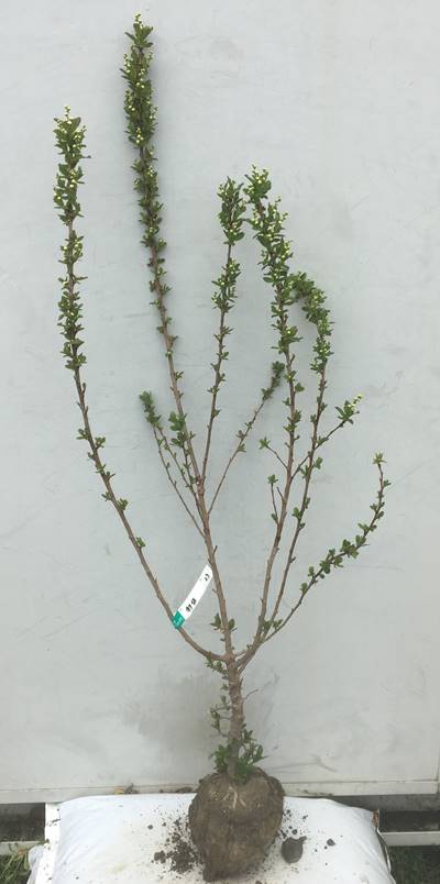 現品発送 送料無料 利休梅 リキュウバイ 樹高1 2 根鉢含まず 23 シンボルツリー 庭木 苗木 ガーデニング 落葉ガーデニング ギフト 贈り物 北海道 東北 離島は別途送料が必要 清楚で美しい白花を多数咲かせる 殺すぞ フィギュア宮原知子 Diasaonline Com