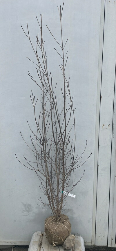 楽天市場】山採り【ヤマボウシ】 株立ち 自然樹形 樹高H≒265 × 枝張W