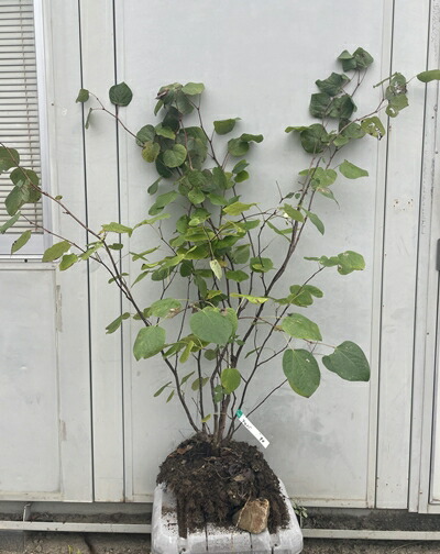 マルバノキ/丸葉の木【現品発送】管理70745 マルバノキ/丸葉の木【現品