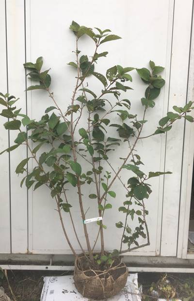 純白で清楚な手毬のような大きな花を咲かせます 手毬 シンボルツリー 庭木 苗木 ガーデニング 落葉 低木 記念樹 ガーデニング 苗木ギフト 贈り物 ガーデニング 農業 北海道 東北 離島は別途送料が必要 ガーデンプラス 現品発送 送料無料 オオデマリ 株立ち 樹高