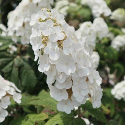 楽天市場 現品発送 送料無料 柏葉紫陽花 カシワバアジサイ 一重咲き スノークィーン 大株 樹高1 0m 根鉢含まず 02 柏葉アジサイ スノークイーン スノークィン 苗木 植木 花木 庭木 落葉樹 低木 シンボルツリー 鉢植え 北海道 沖縄 離島は別途送料が必要 楽天市場 現品発送 送料無料 柏葉紫陽花 カシワバアジサイ 一重咲き スノークィーン 大株 樹高1 0m 根鉢含まず 02 柏葉アジサイ スノークイーン スノークィン 苗木 植木 花木 庭木 落葉樹 低木 シンボルツリー 鉢植え 北海道 沖縄 離島は別途送料が必要