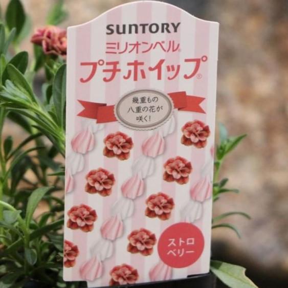 楽天市場】サントリー 八重咲き ミリオンベル プチホイップ