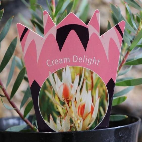 リューカデンドロン　5種セット 楽天市場】リューカデンドロン シックスティーンキャンドルズ Sixteen